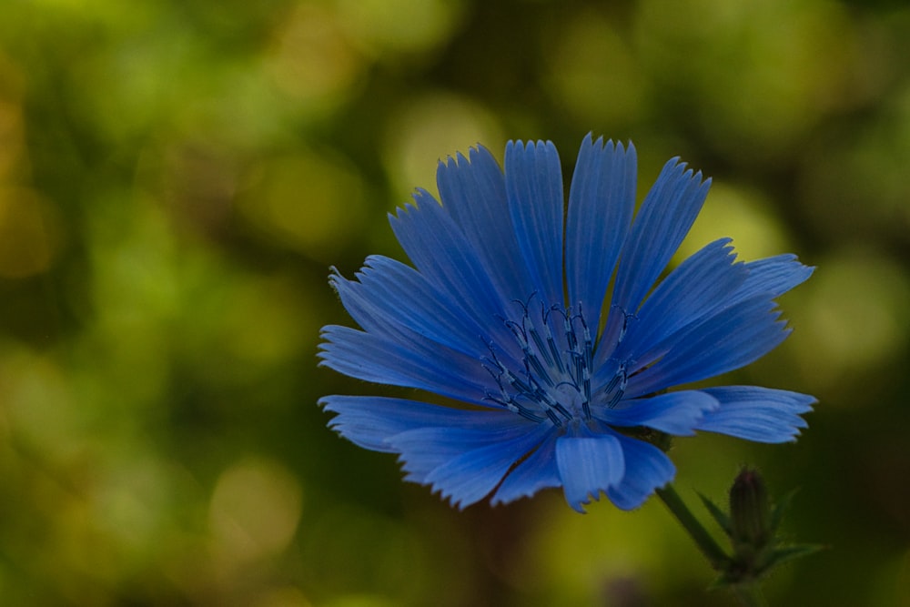 blue flower in tilt shift lens