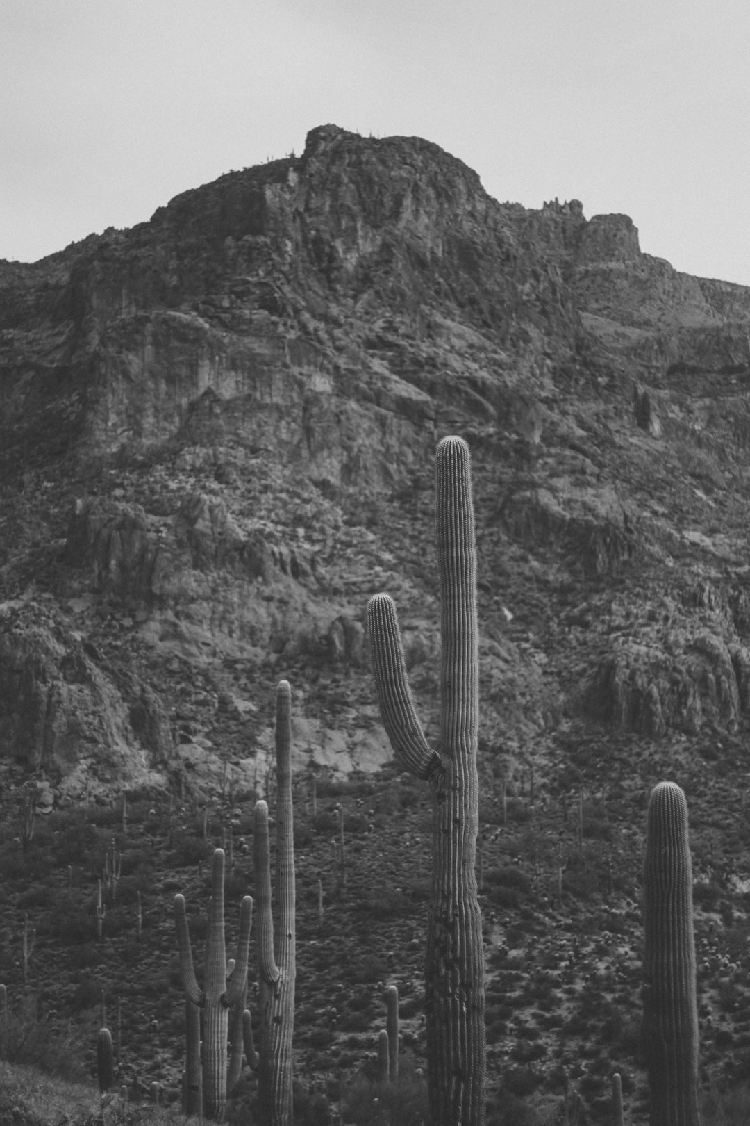 grayscale photo of cactus near mountain