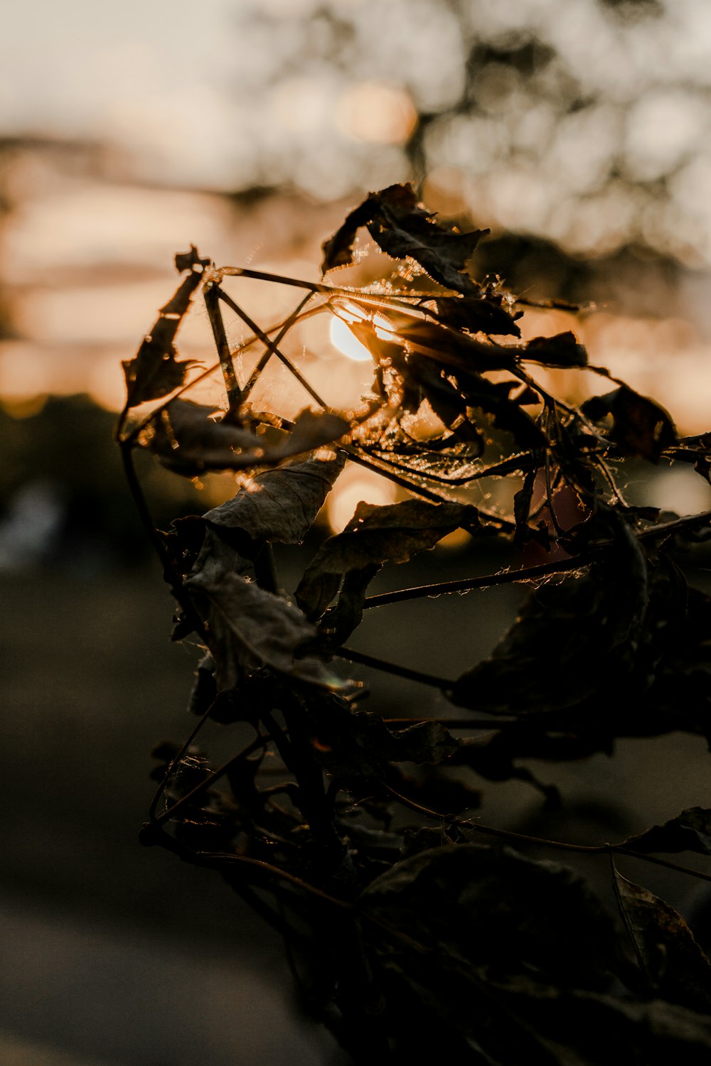 brown dried leaves on black tree branch