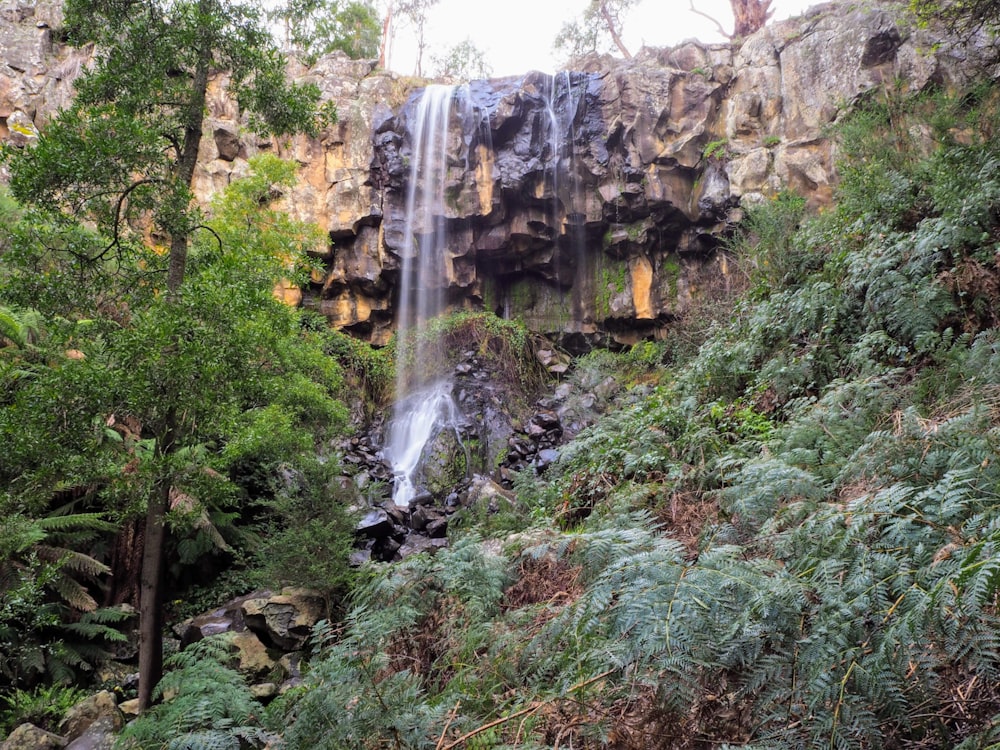 water falls between green trees during daytime