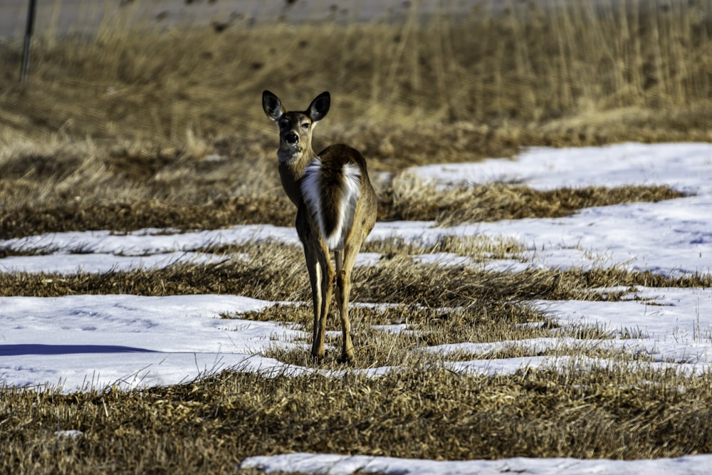 brown deer on brown field during daytime