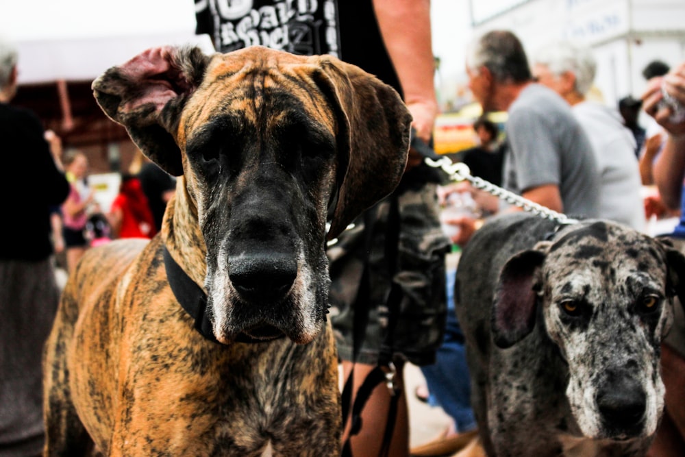 茶色と黒のショートコートの犬