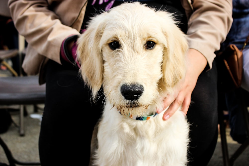 yellow labrador retriever with blue eyes