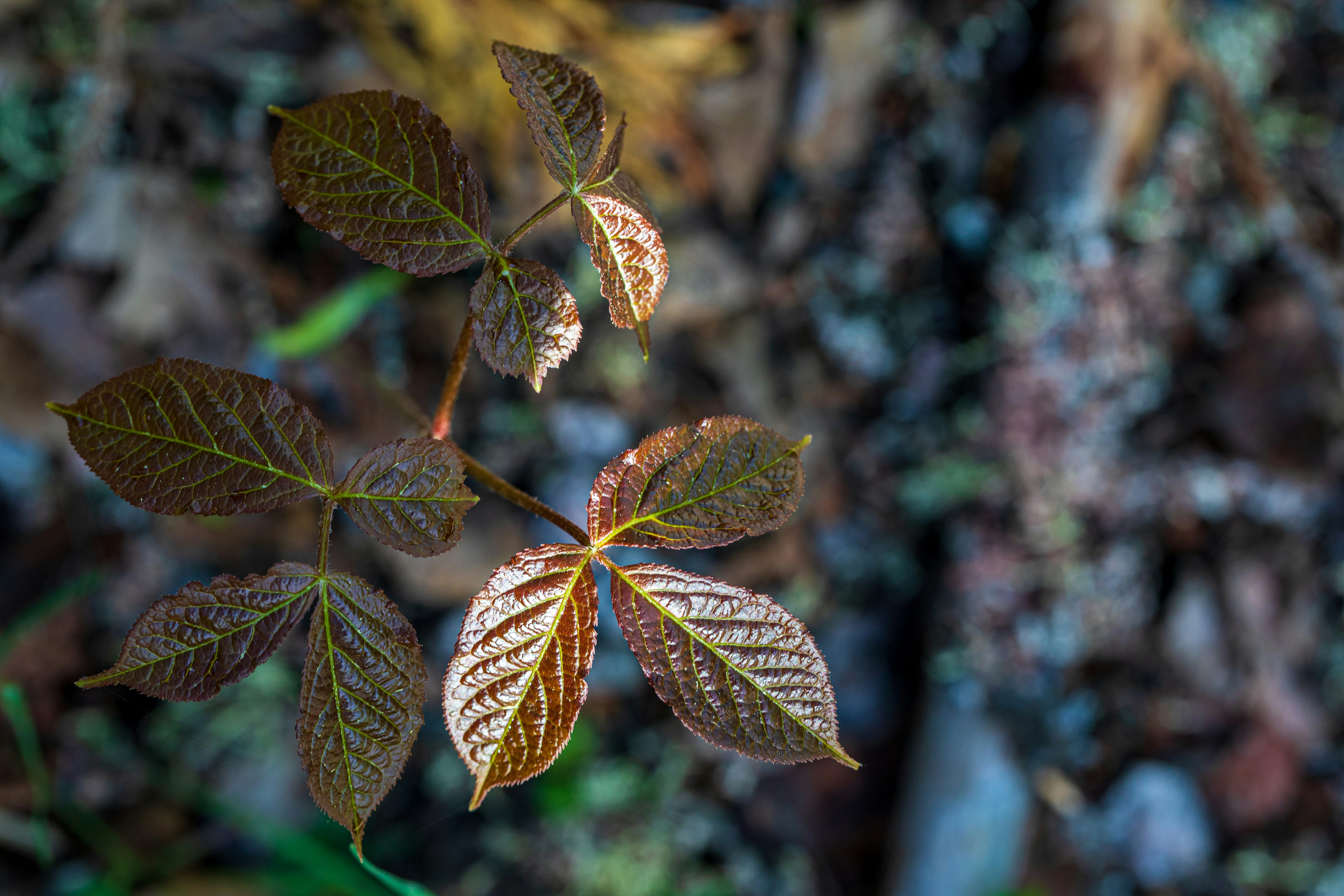 Photo by camerauthor