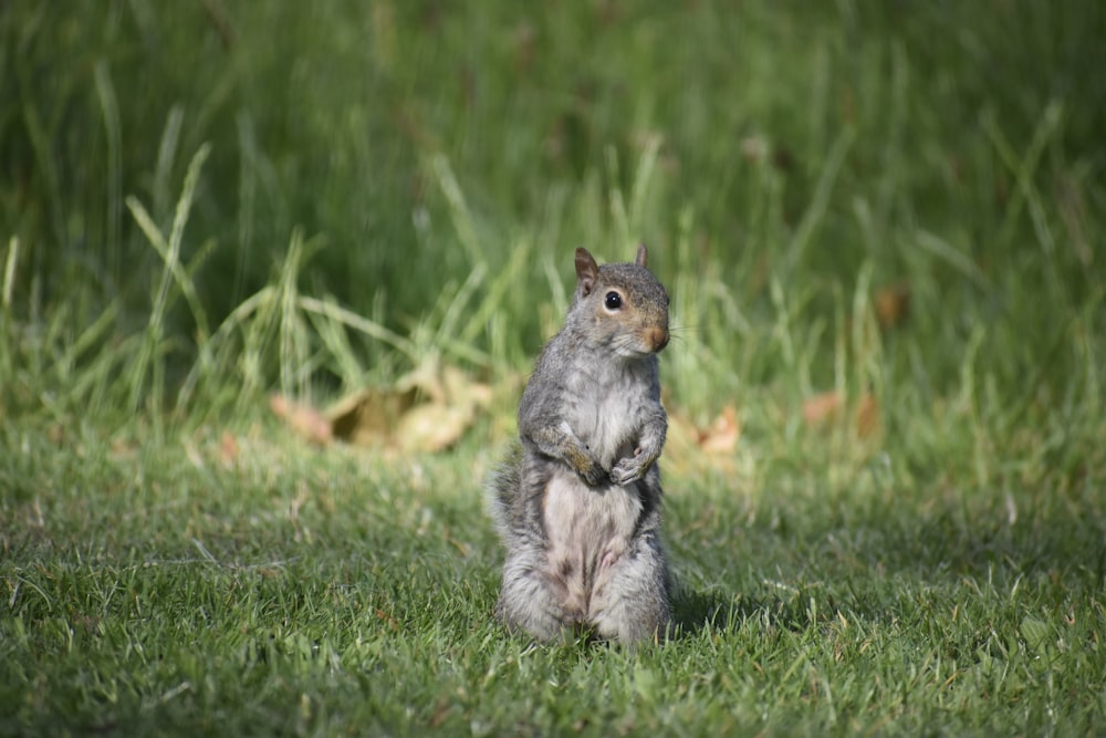 gray squirrel on green grass during daytime