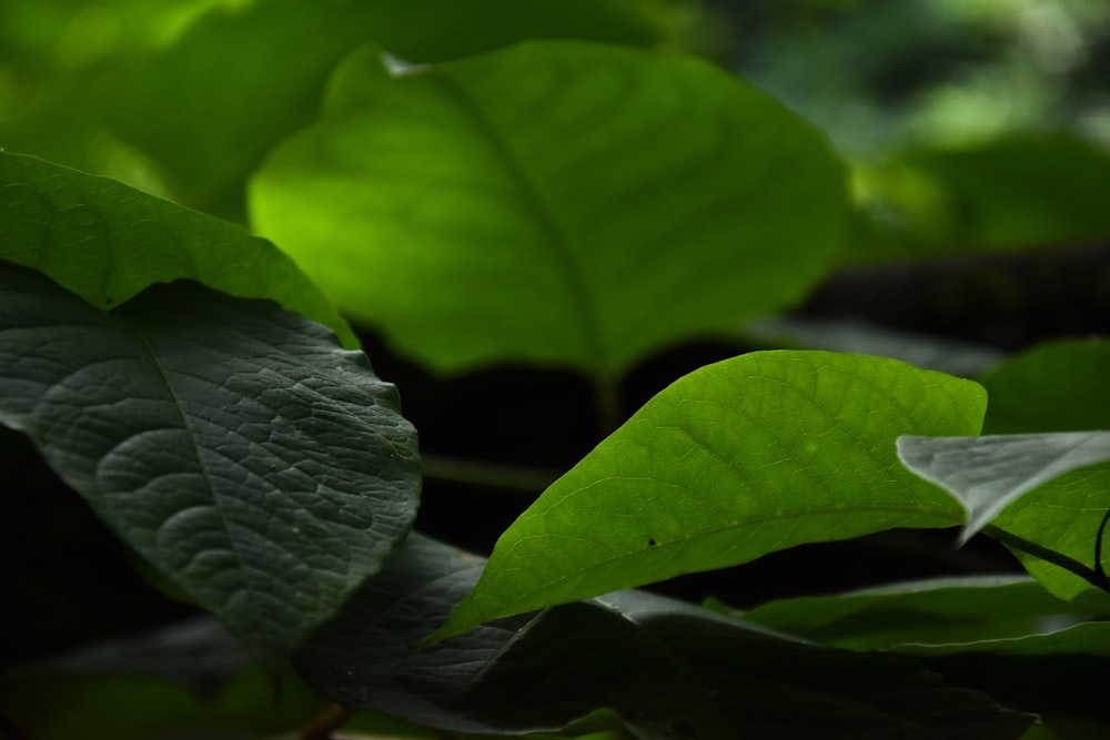 green leaves in tilt shift lens