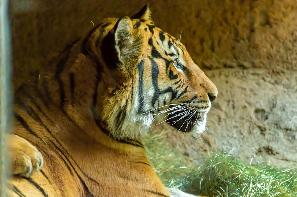 brown and black tiger lying on ground