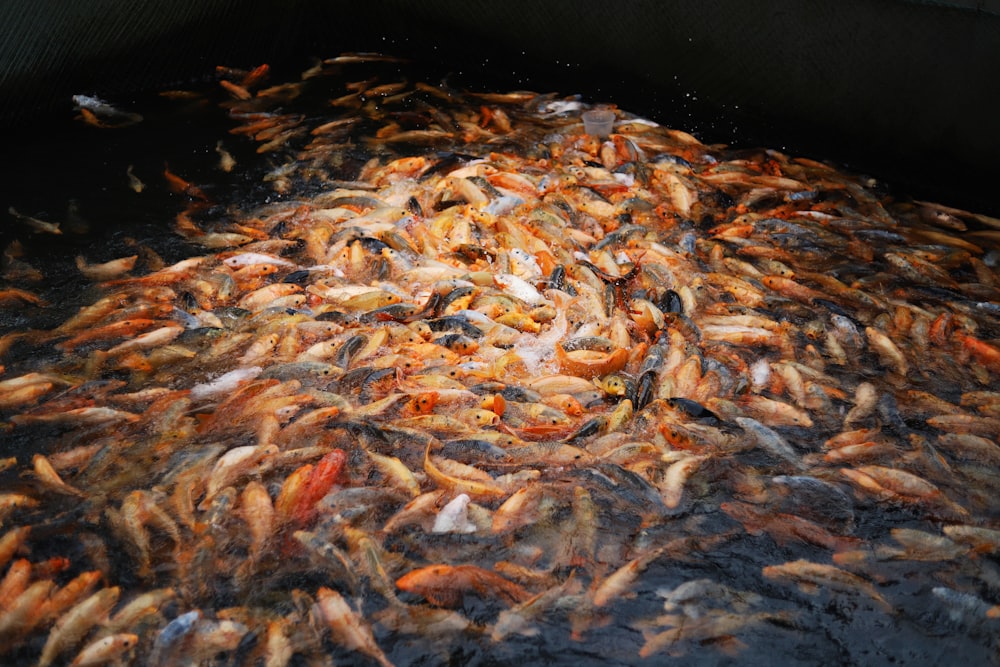 brown and black fish on black cooking pan