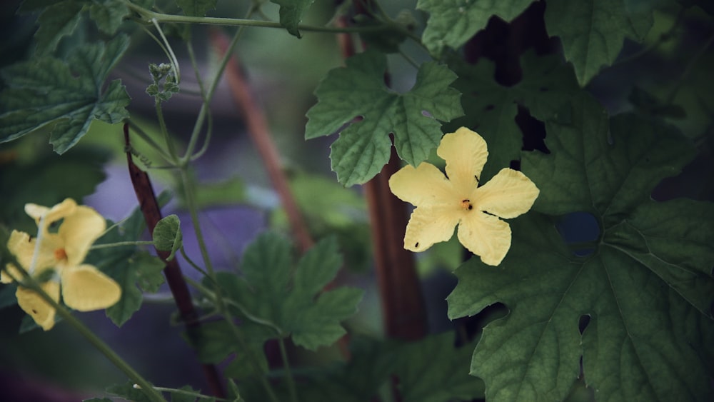 yellow flower with green leaves