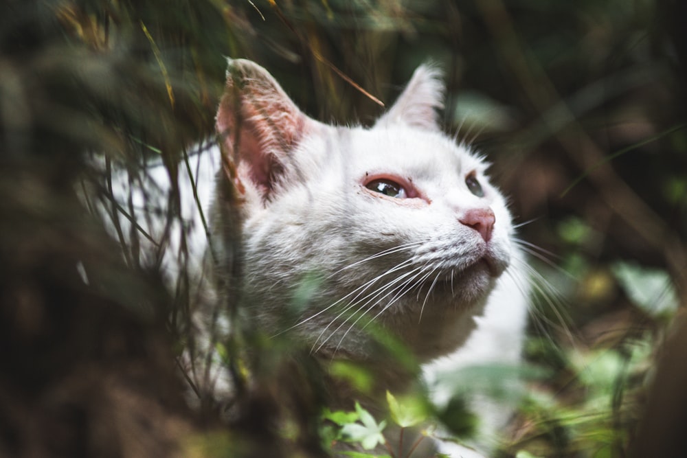 white cat on brown tree branch