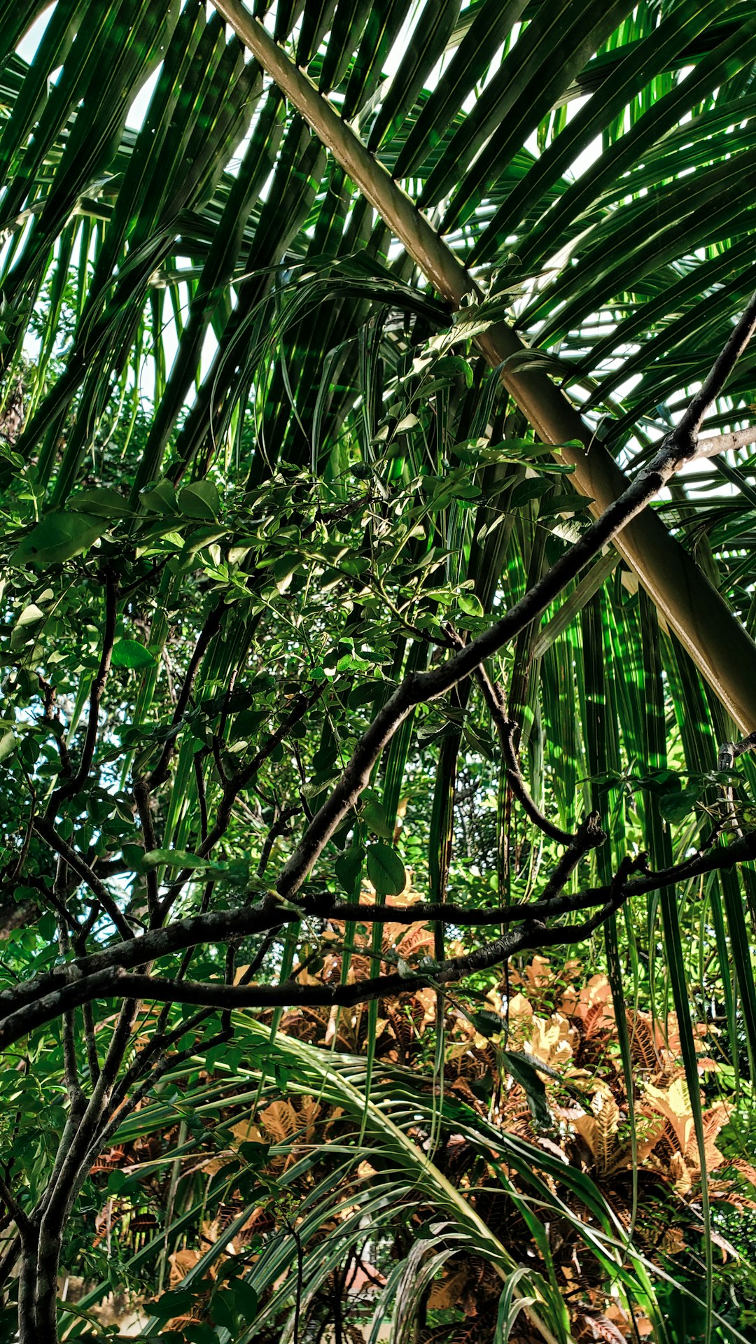 Jungle photo spot Attingal Poovar