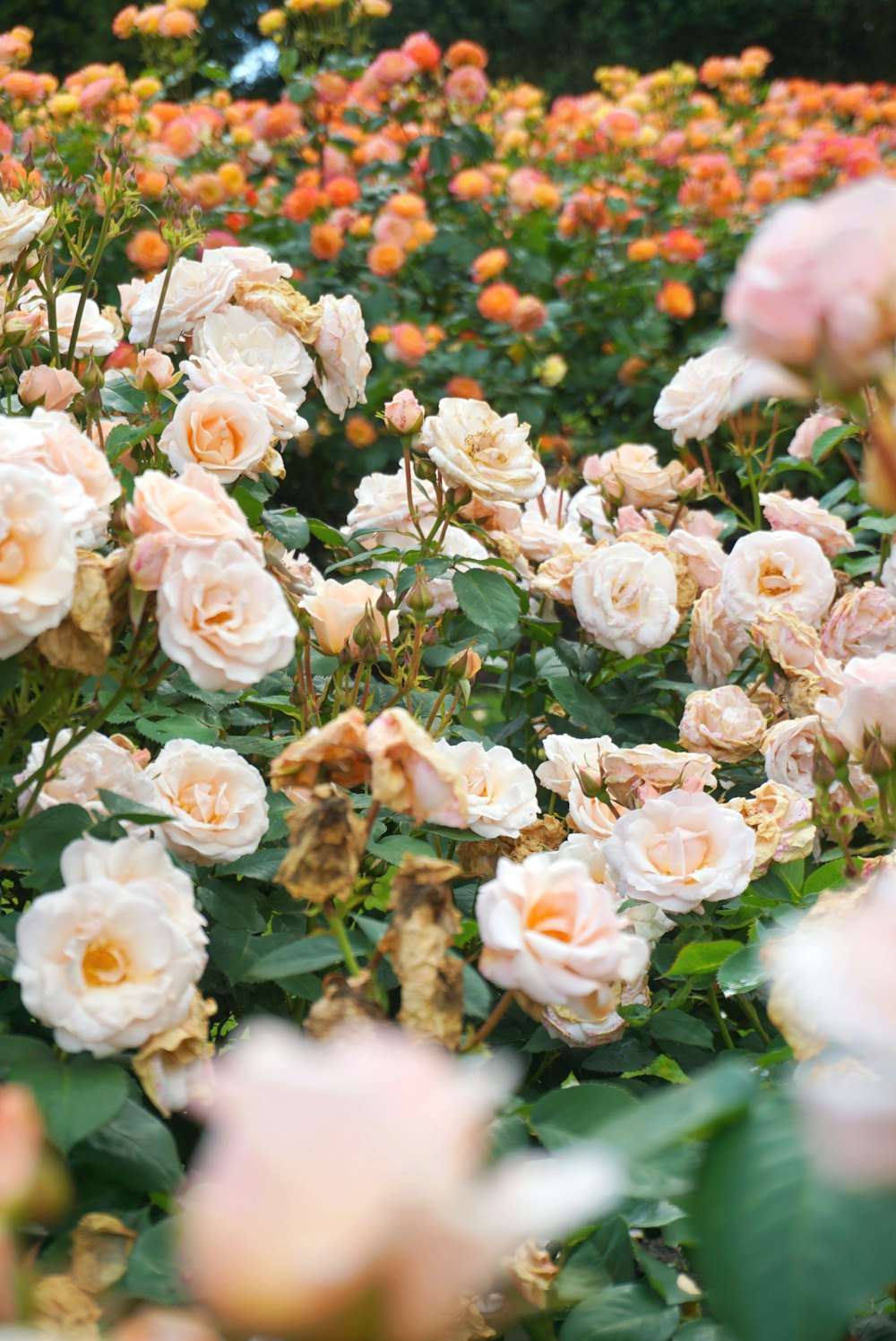 pink roses in bloom during daytime