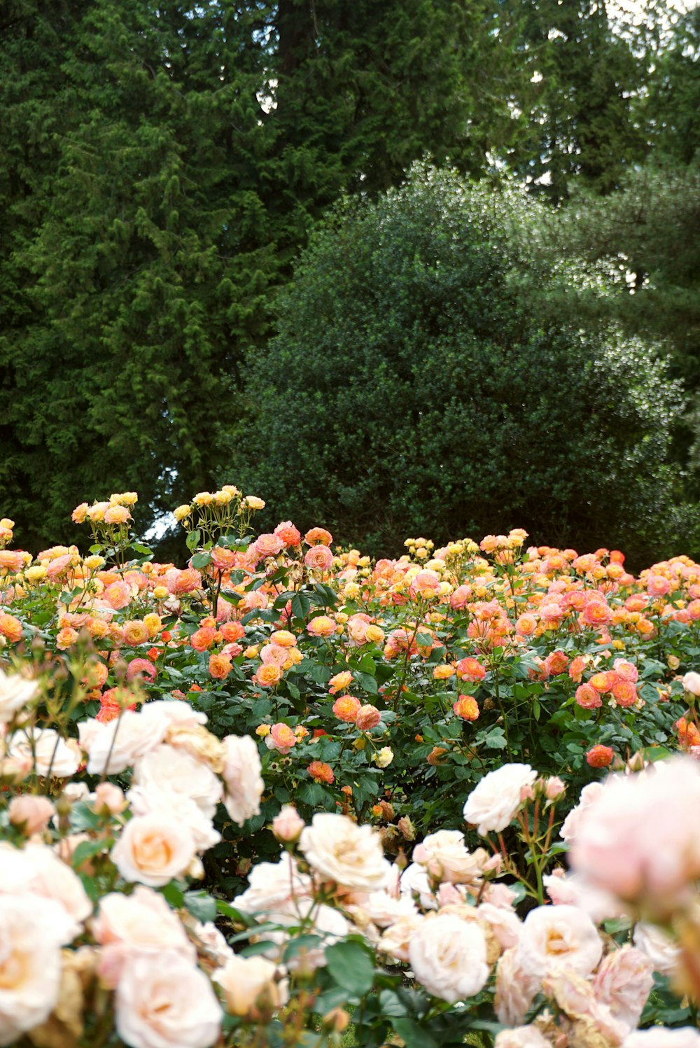 white and pink flower field