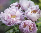 pink and white flowers in tilt shift lens