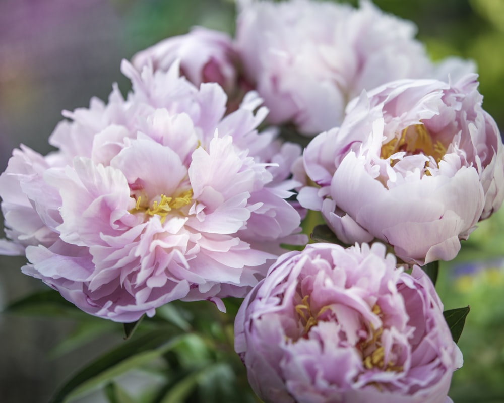 pink and white flowers in tilt shift lens