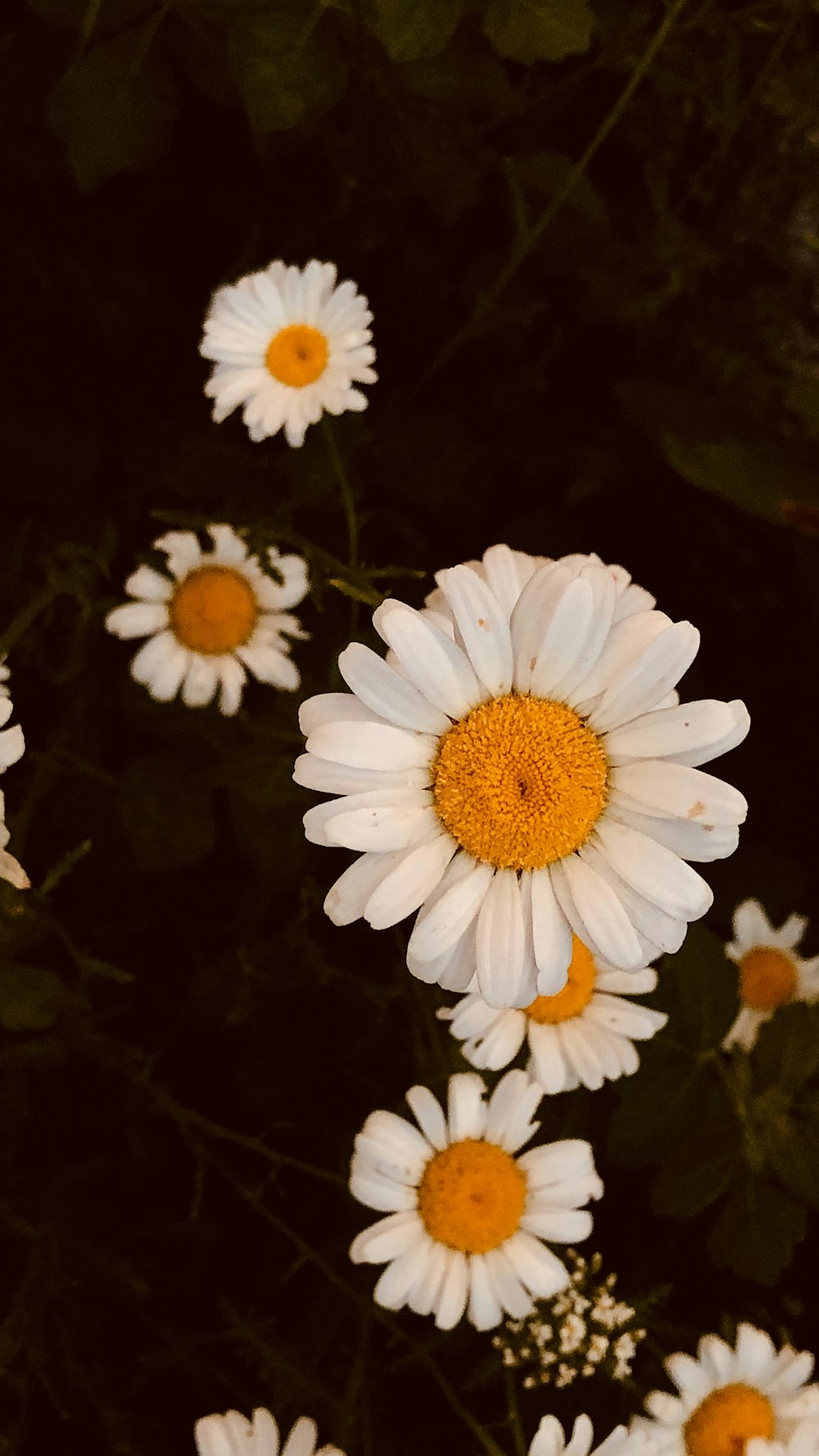 white daisy in bloom during daytime