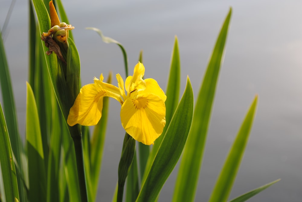 yellow daffodils in bloom during daytime