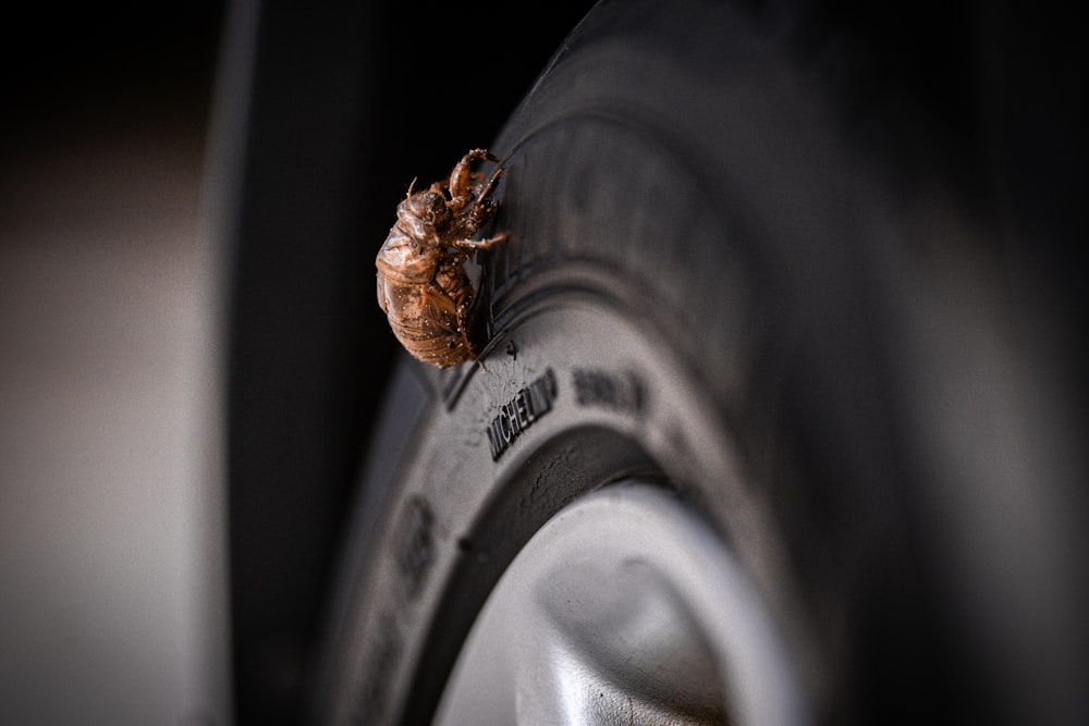 brown moth on gray round container