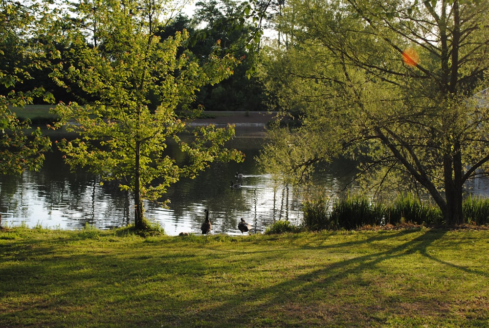 green grass field near body of water during daytime