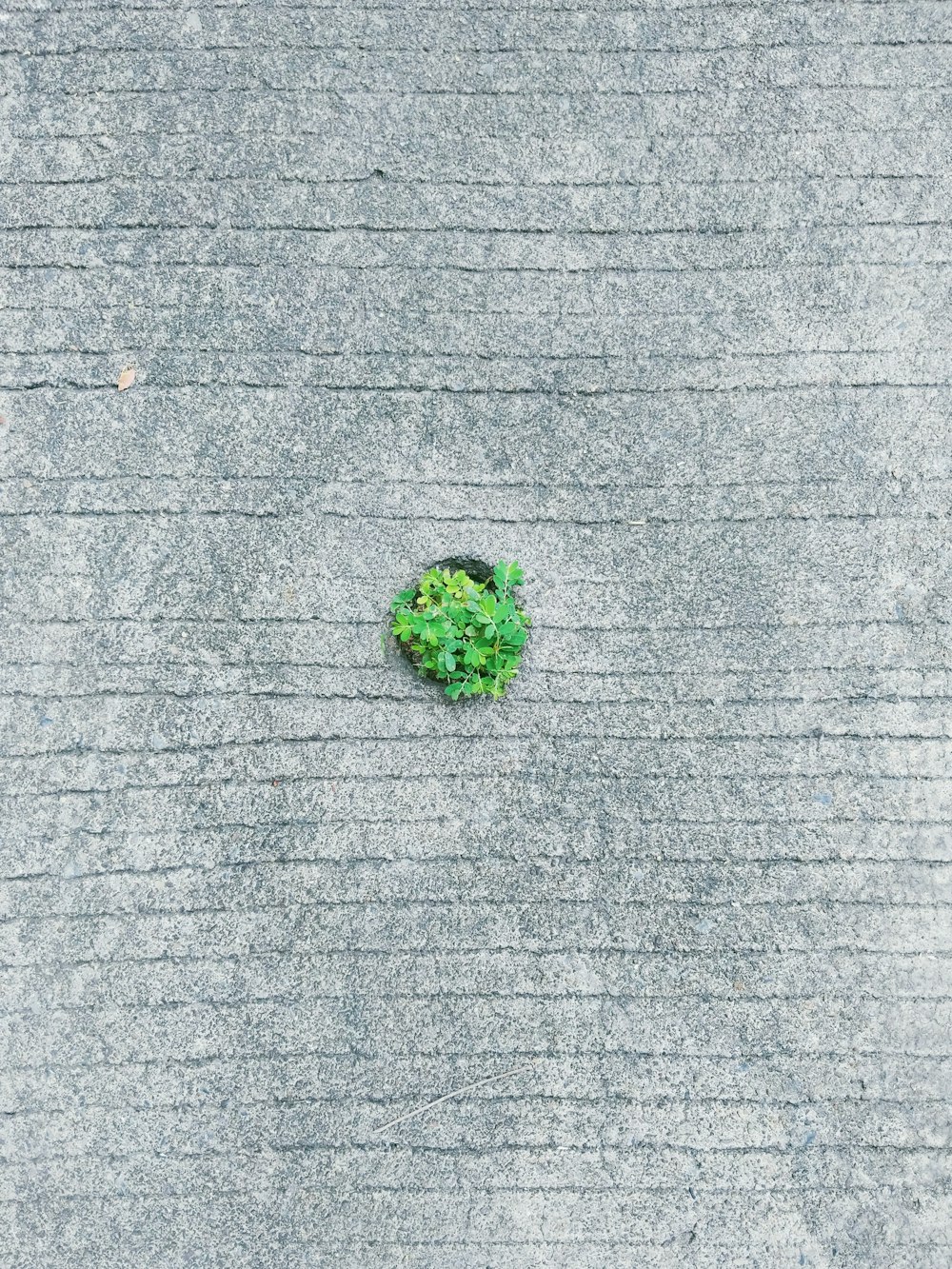 green kush on gray textile