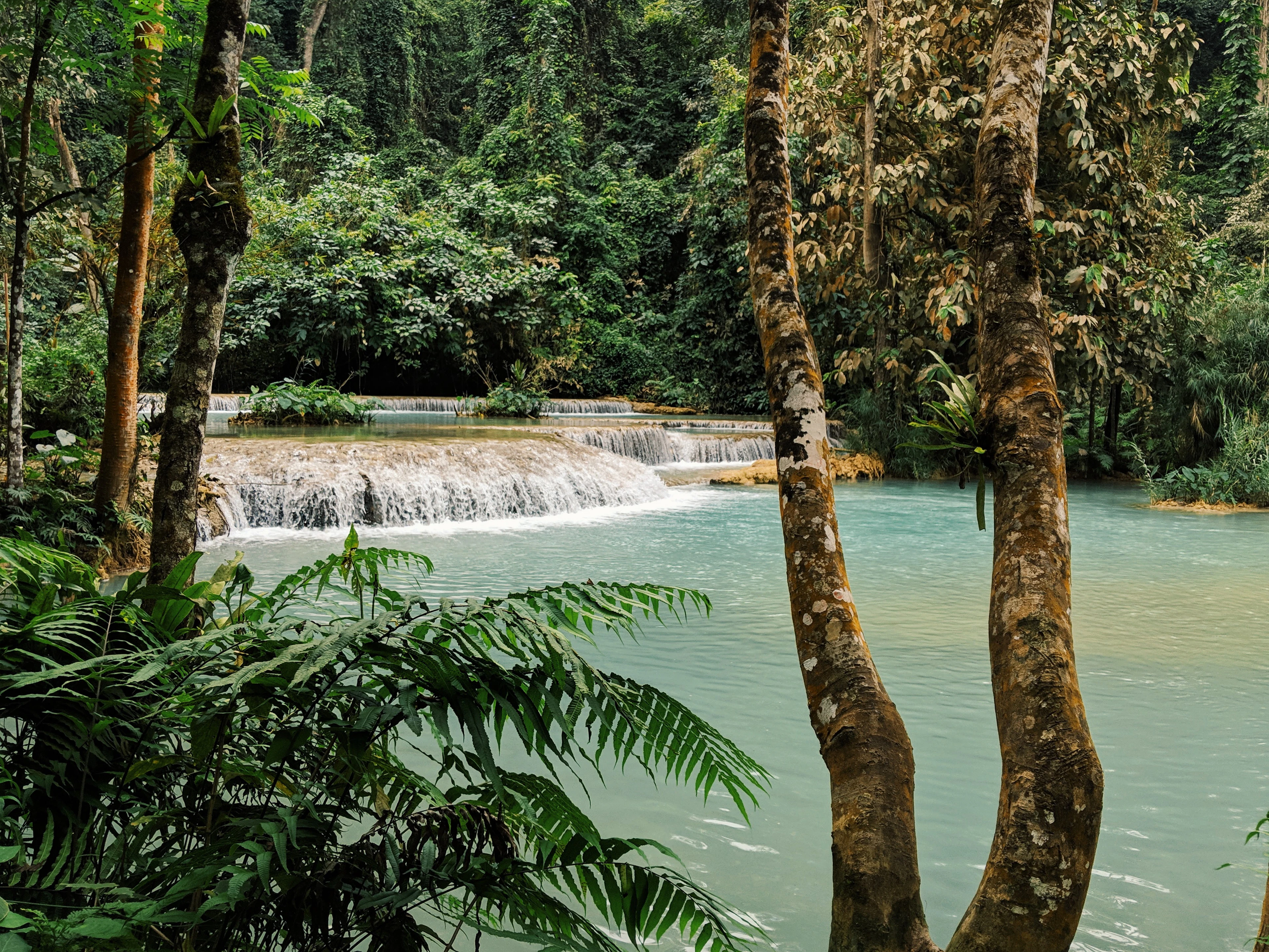 Turquoise cascades of a jungle waterfall seen through forest trees and ferns.