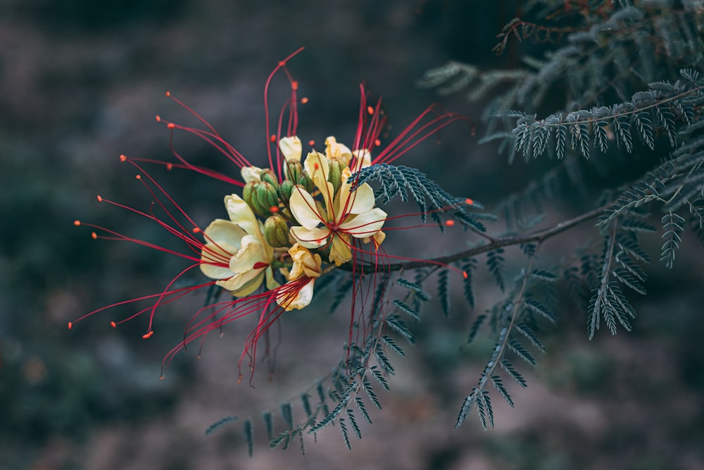 yellow and red flower in tilt shift lens