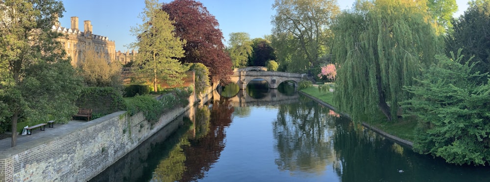 body of water between trees during daytime