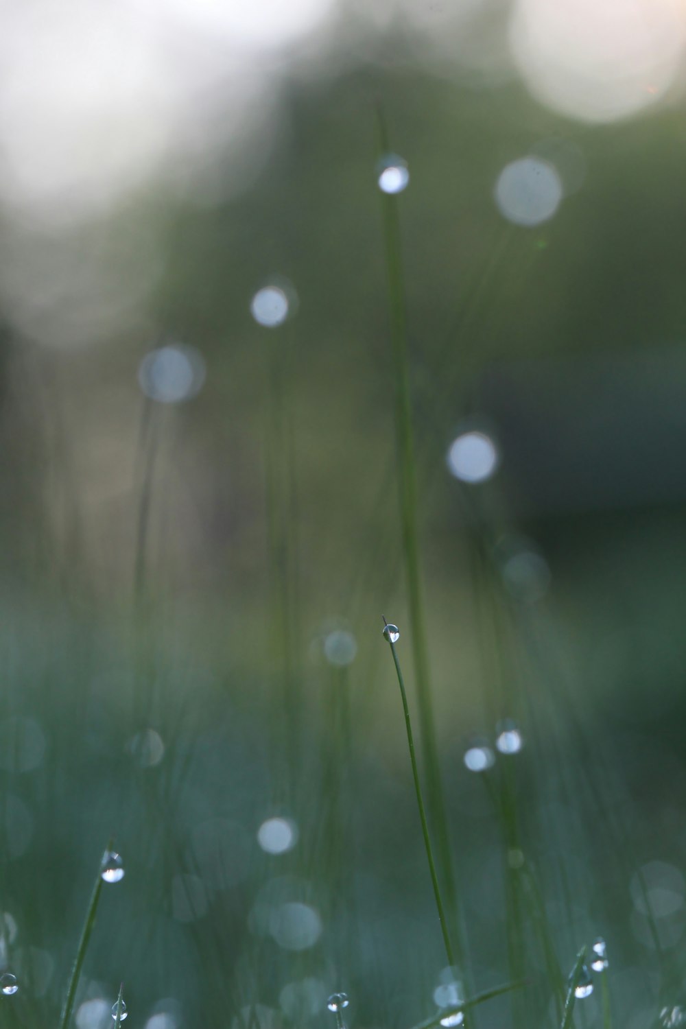 water droplets on green grass during daytime