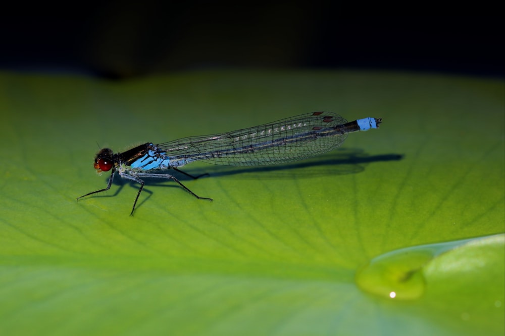 blue damselfly perched on green leaf in close up photography during daytime