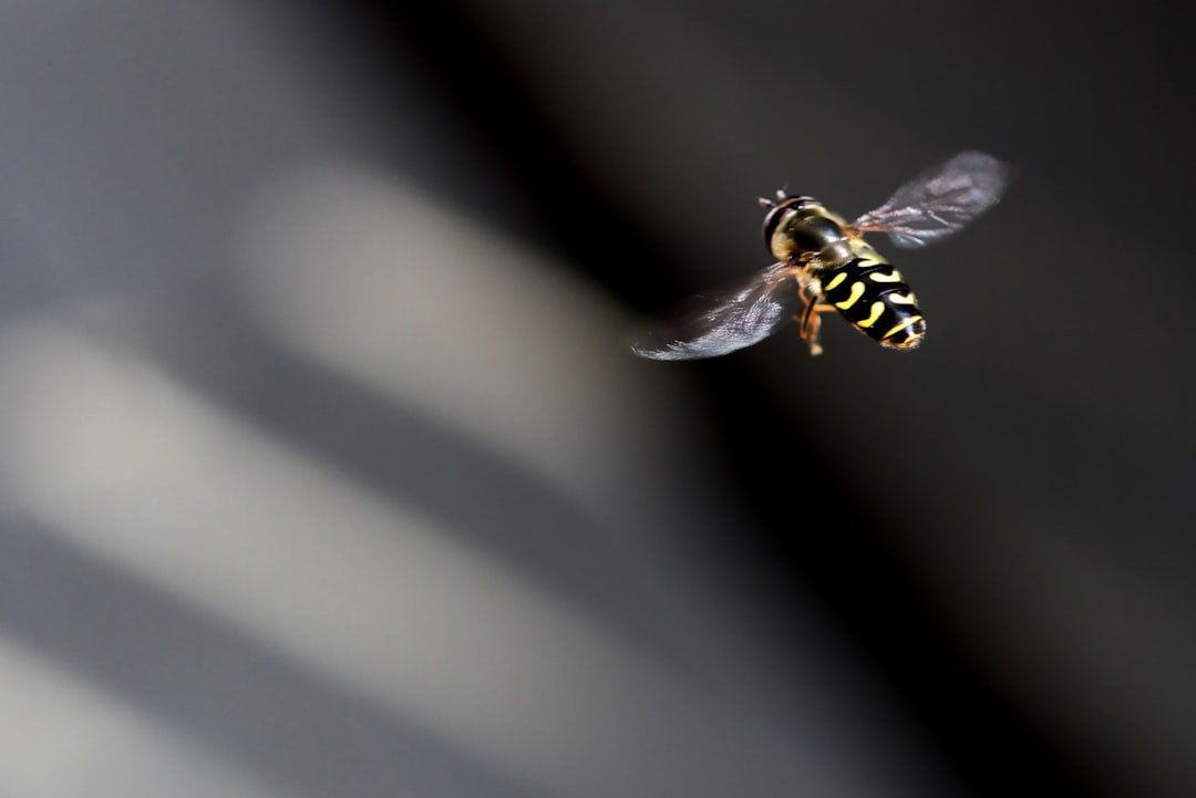 black and yellow bee on white surface