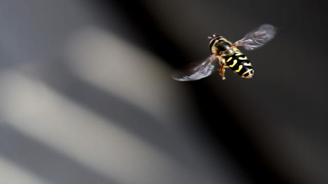 WASP