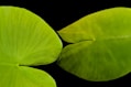green leaves with black background