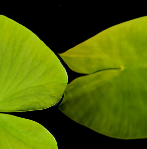 green leaves with black background