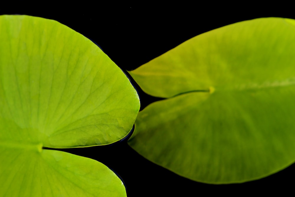 green leaves with black background