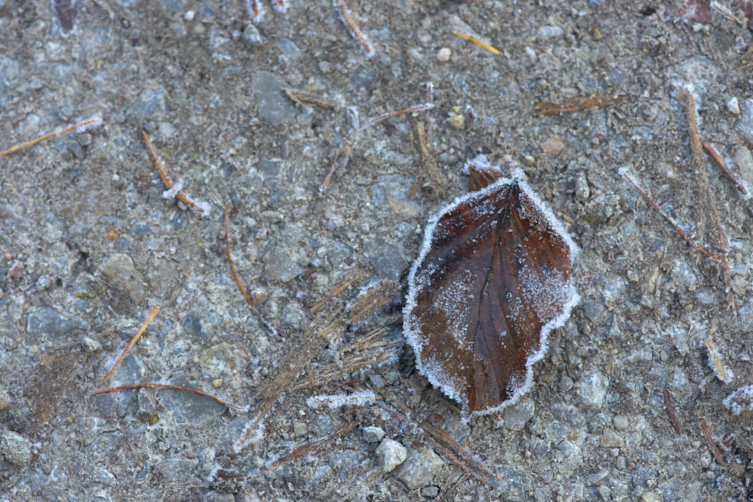 brown and white moth on brown soil