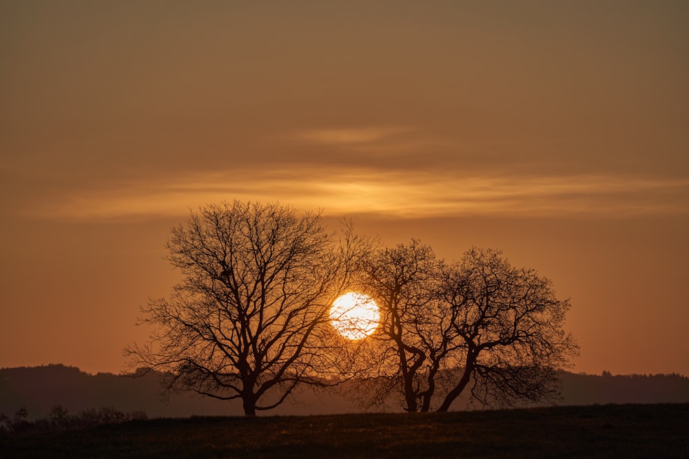 silhouette of tree during sunset