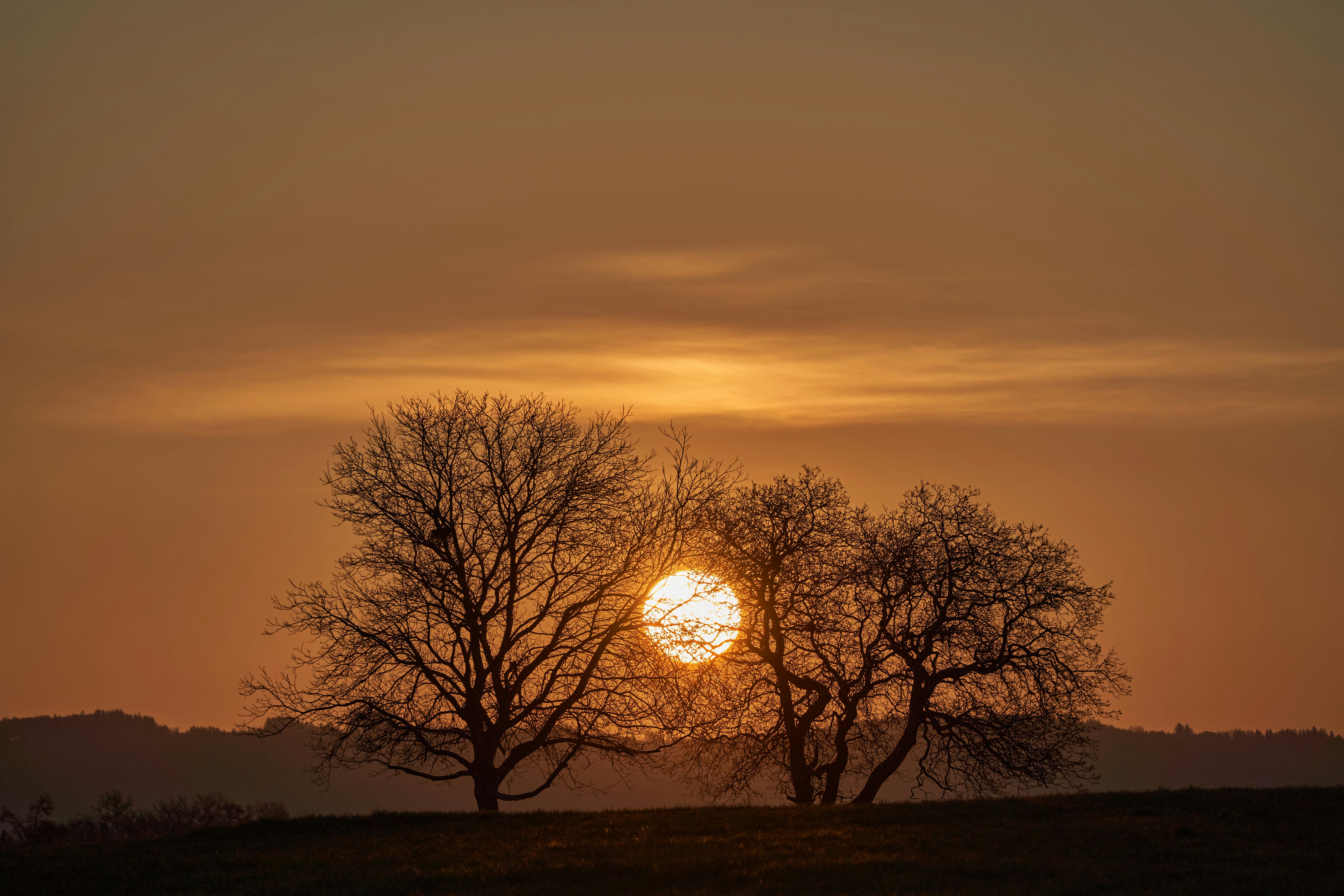great photo recipe,how to photograph silhouette of tree during sunset