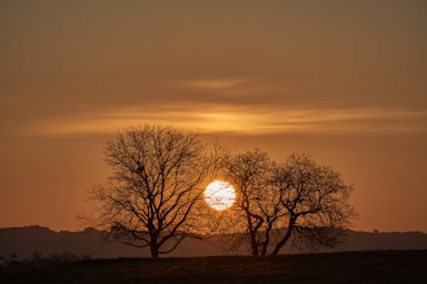 landscape photography,how to photograph silhouette of tree during sunset