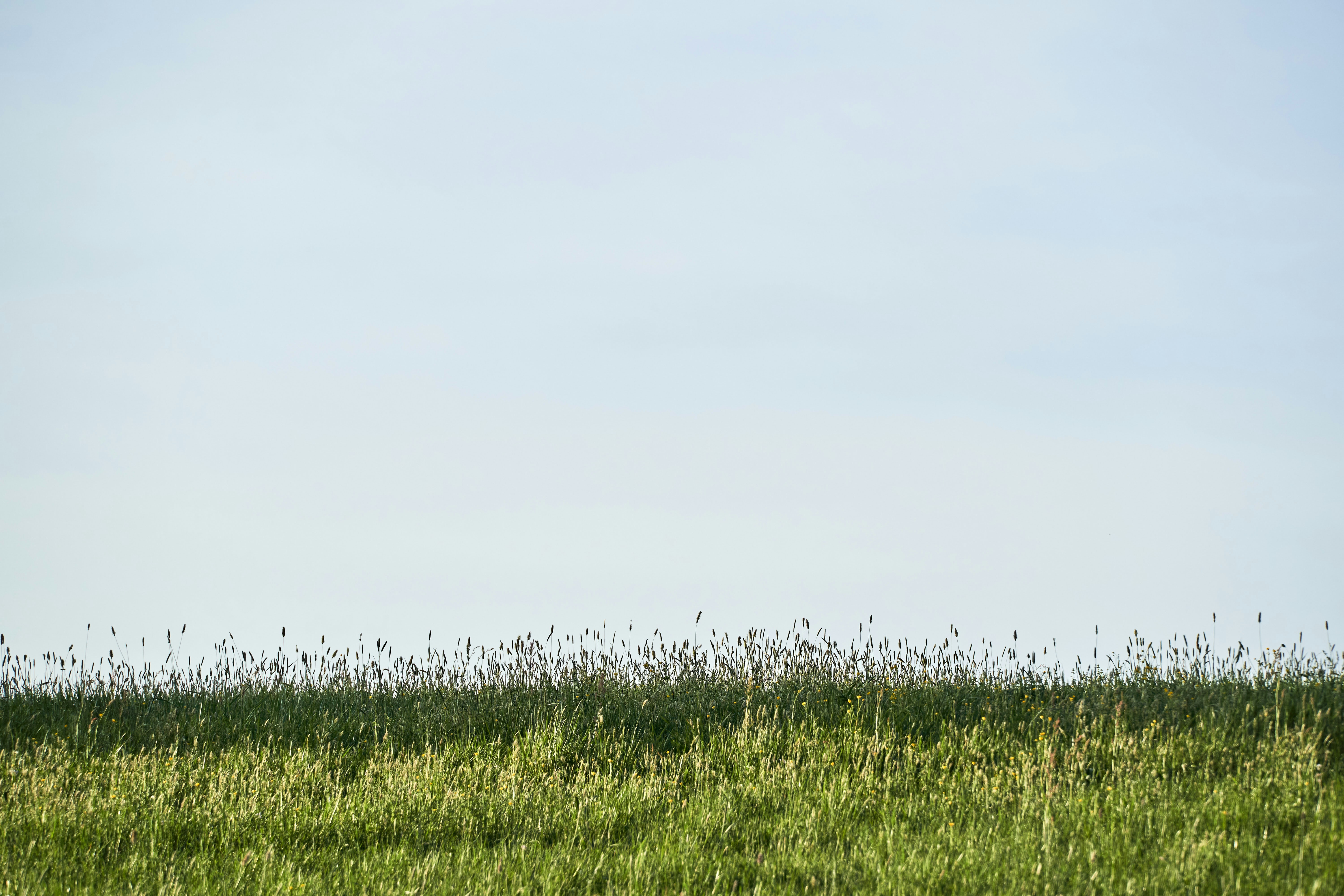 Photo by wolfgang_hasselmann