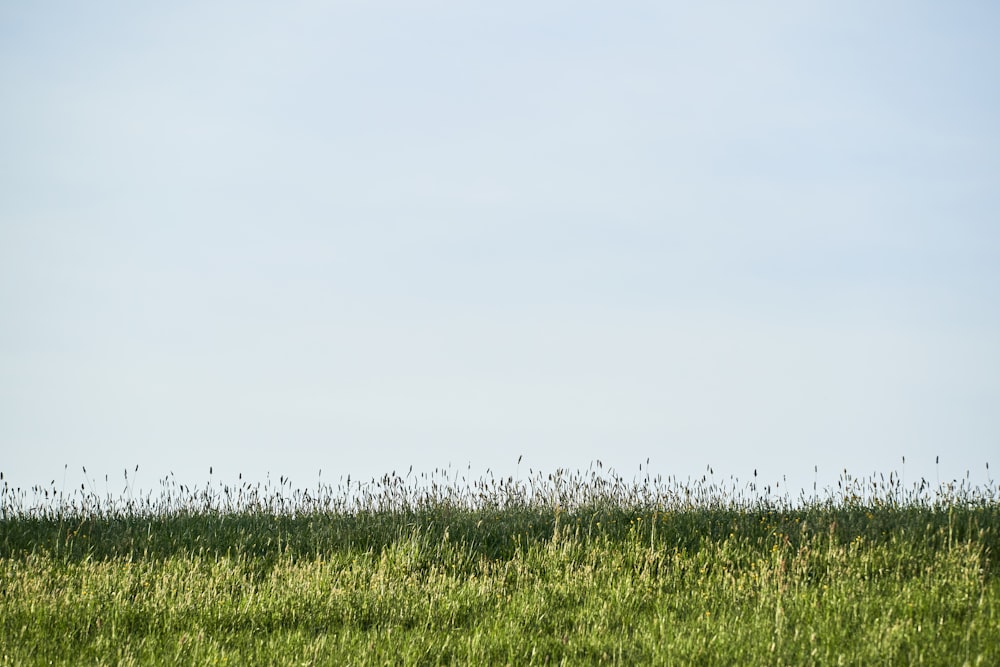 green grass field under white sky during daytime