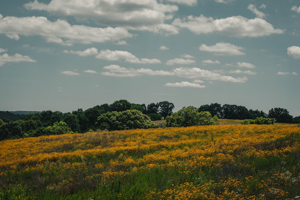 green grass field under white clouds and blue sky during daytime