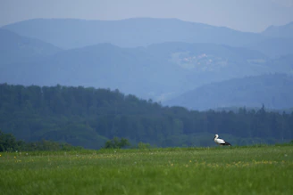A serene farm landscape in Liloan Cebu, highlighting the natural environment where the birds are bred.