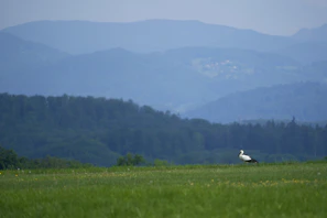 A serene farm landscape in Liloan Cebu, highlighting the natural environment where the birds are bred.