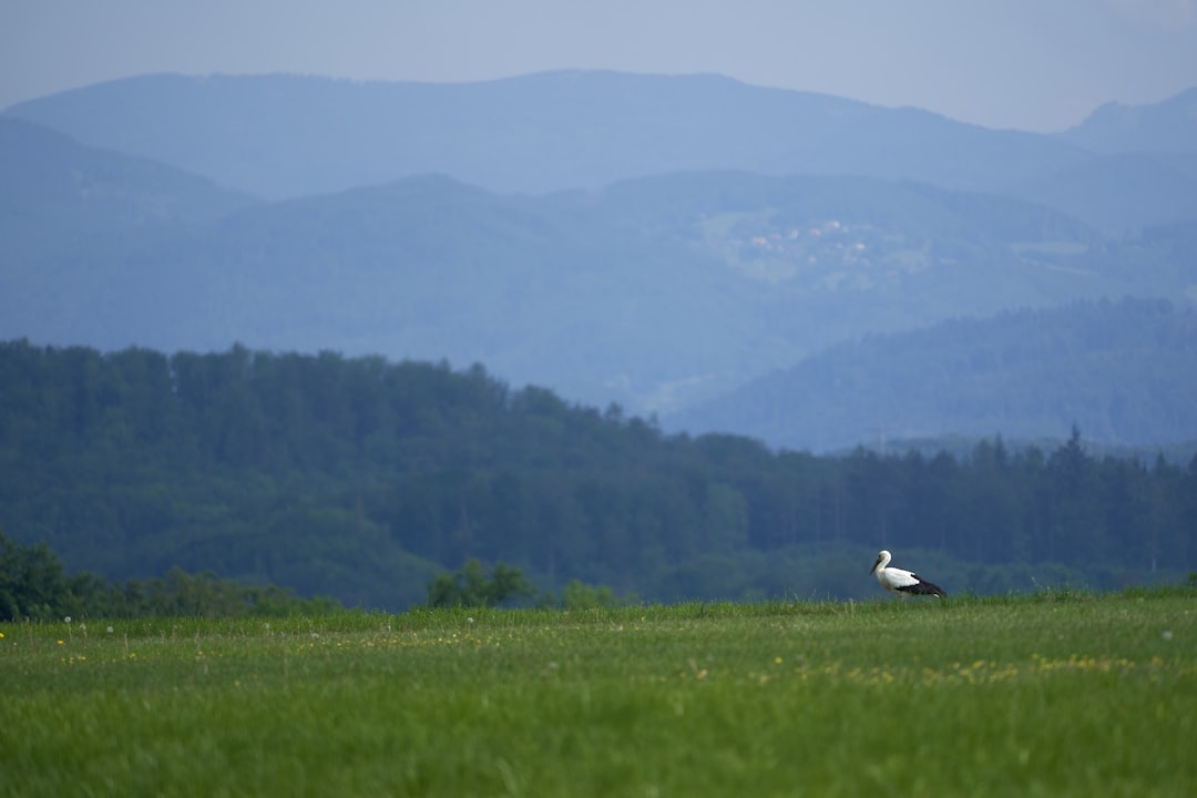 white bird flying over green grass field during daytime