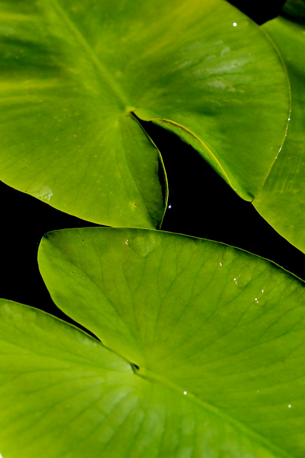 green leaves with water droplets