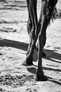 The lower legs of a horse standing on a sandy surface are shown in black and white. The texture of the dry ground and the elongated shadows add to the depth of the image.