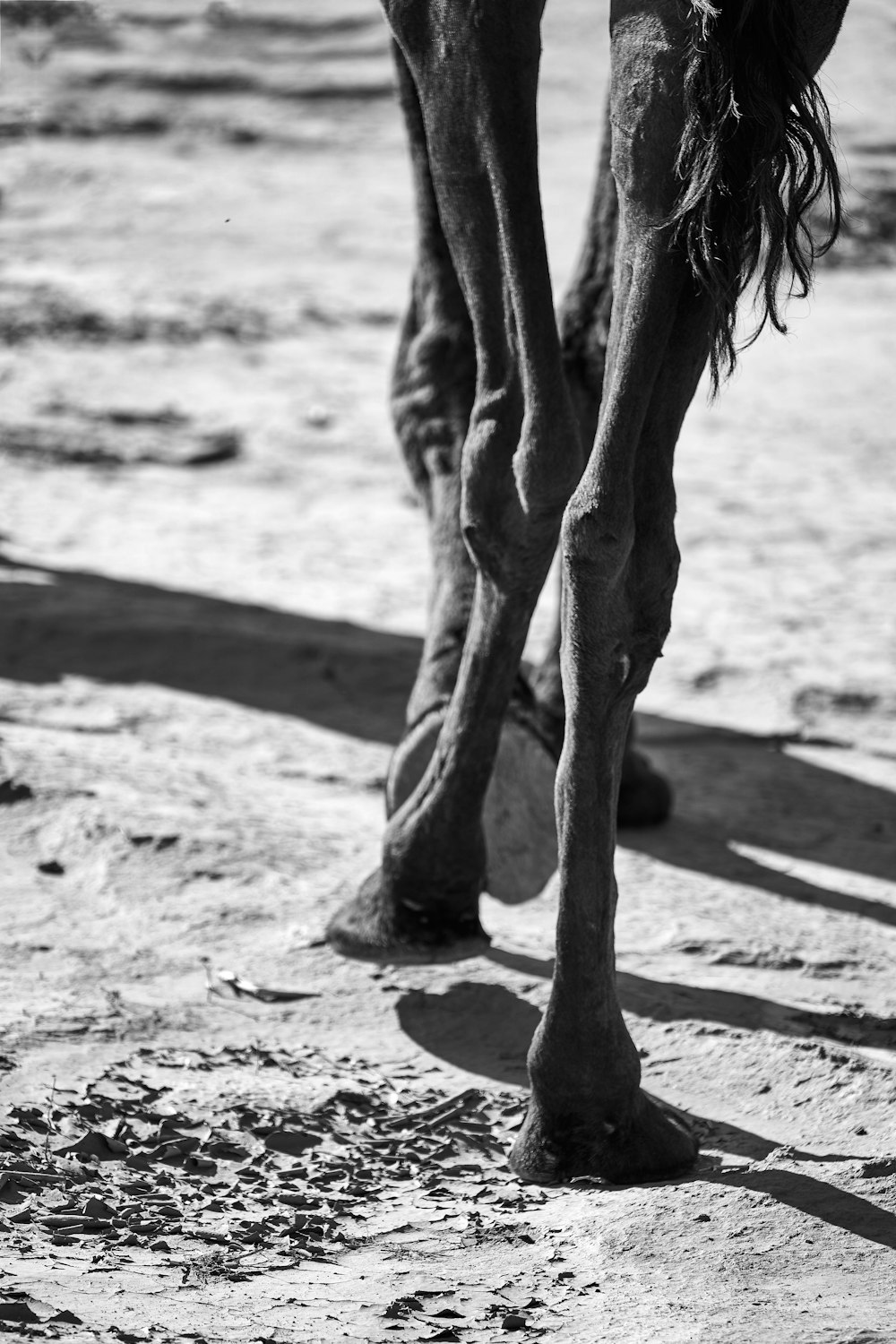 grayscale photo of horse walking on sand