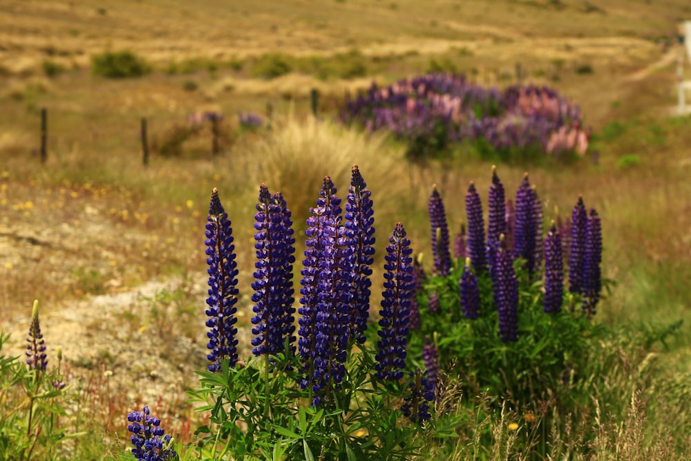 purple flowers on green grass field during daytime