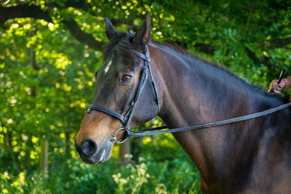 brown horse in green grass field during daytime