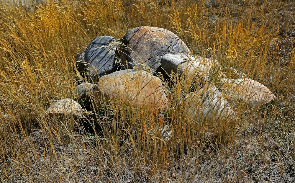 gray and white stone on green grass during daytime